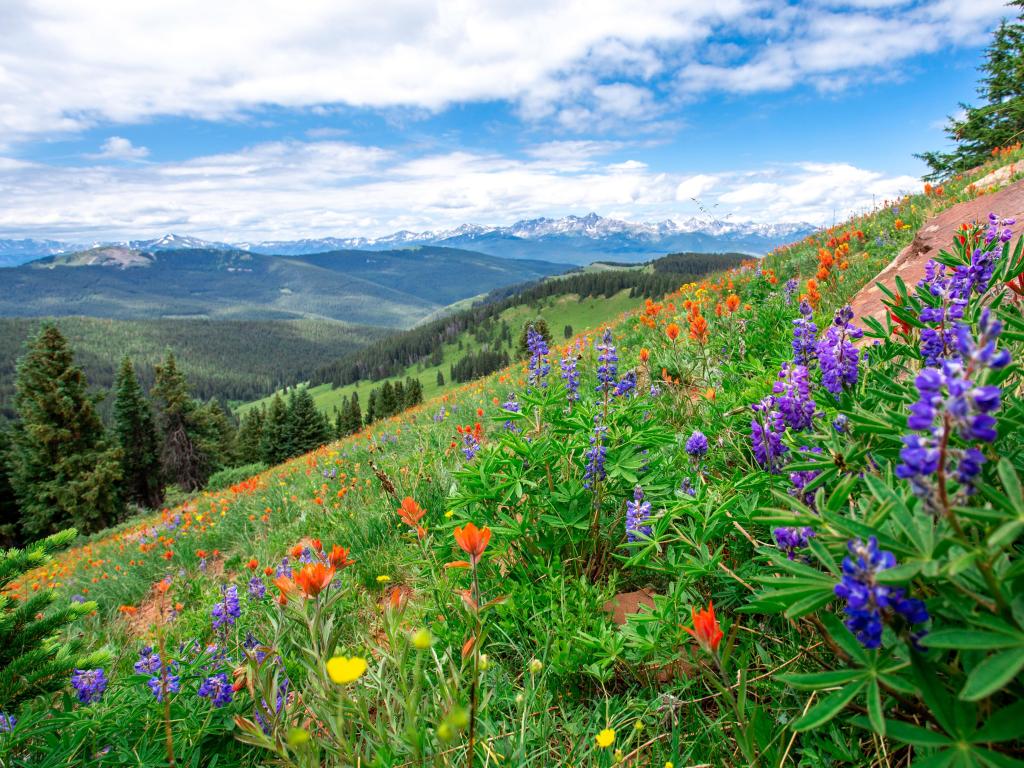 Colorful wildflowers bloom on the mountainside under a blue sky in Vail, Colorado