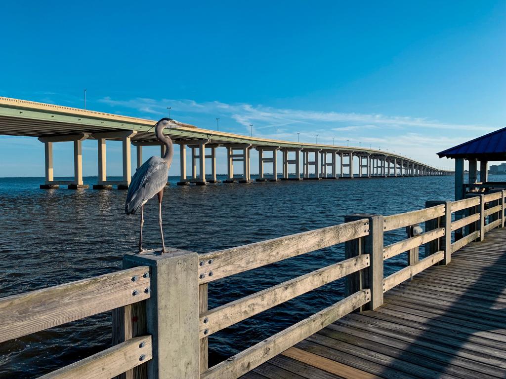 Bird framed on the Biloxi/Ocean Springs Mississippi bridge. on the gulfcoast, beautiful skies and water seen in the shot