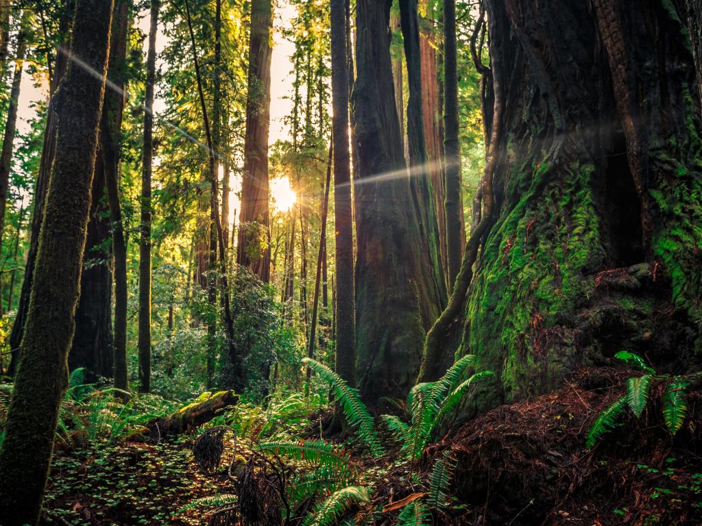 Sunrise through redwood trees in the Redwood National & State Parks in northern California.