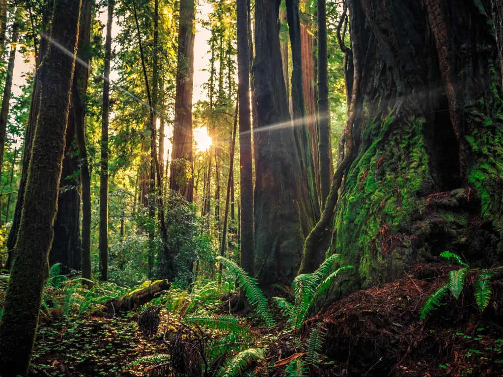 Sunrise through redwood trees in the Redwood National & State Parks in northern California.