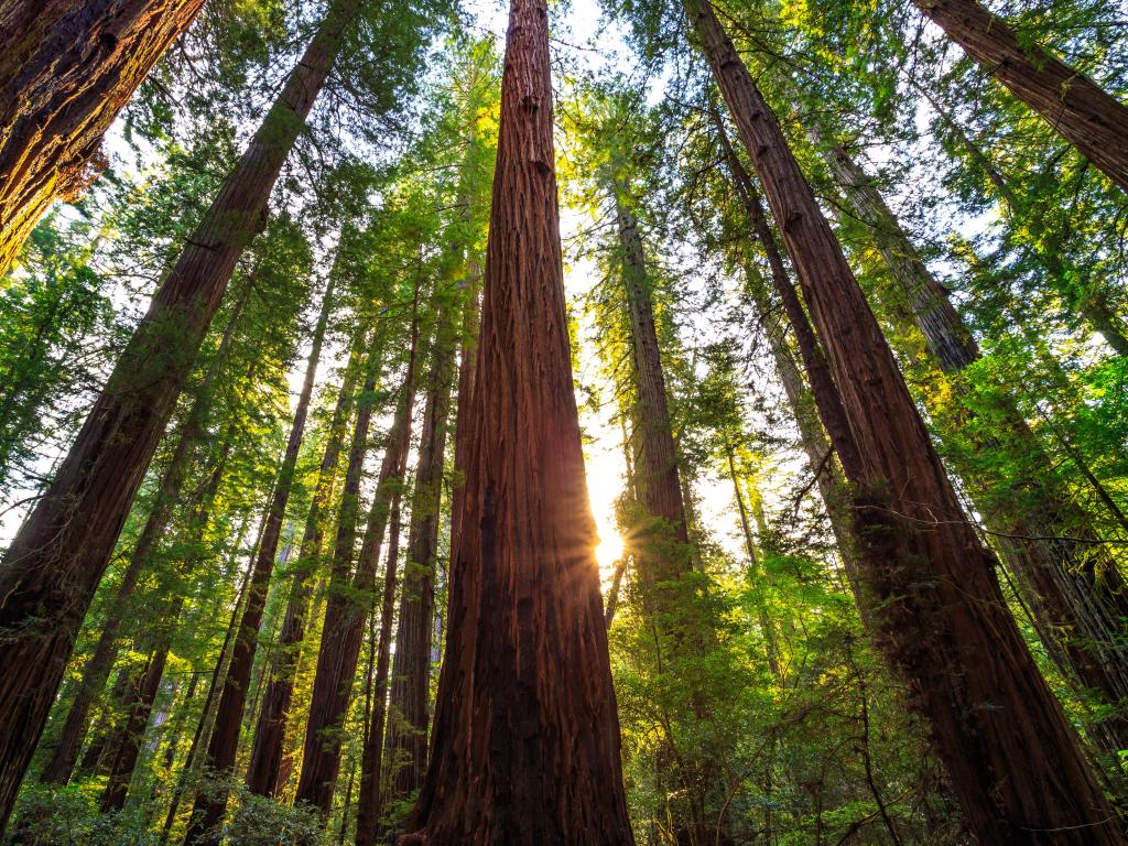 Looking up at extremely tall trees from ground level with sun breaking in between the trunks