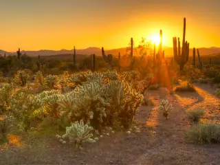Saguaro and cholla plants during sunset in the desert near Phoenix