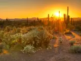Saguaro and cholla plants during sunset in the desert near Phoenix