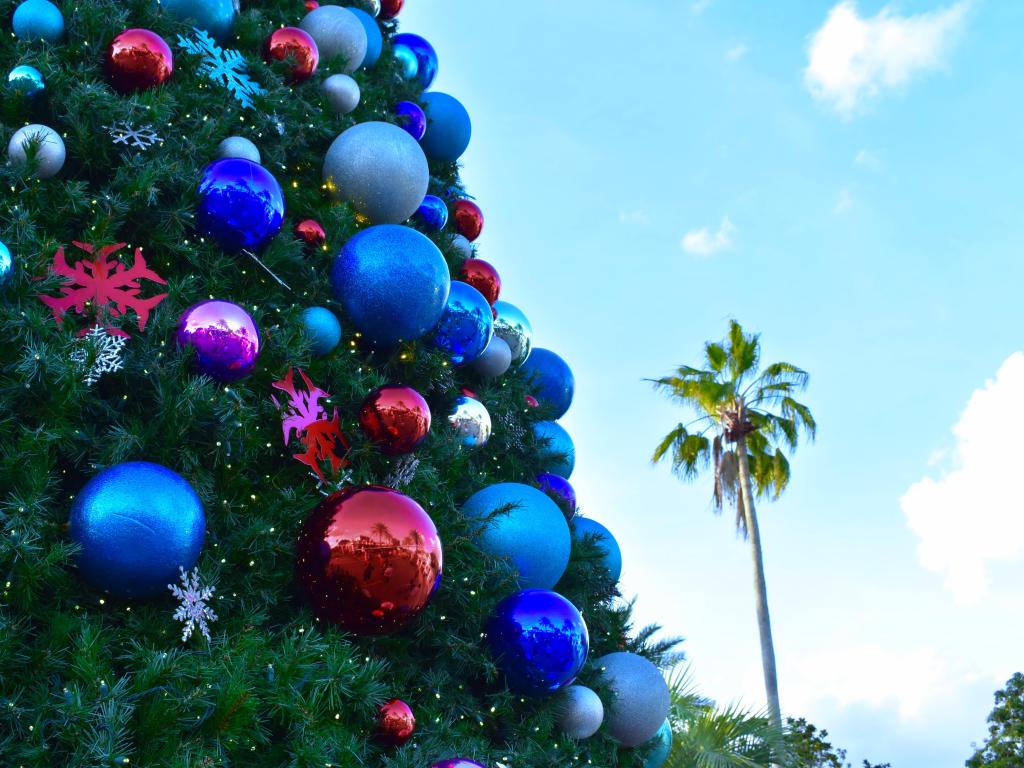 Partial view of Christmas tree and palm tree at Seaworld 2.