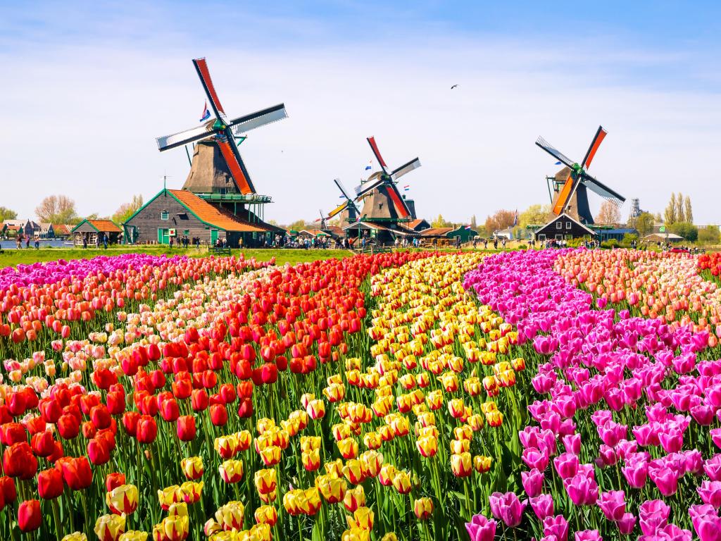 Landscape with tulips, traditional dutch windmills and houses near the canal in Zaanse Schans, Netherlands, Europe