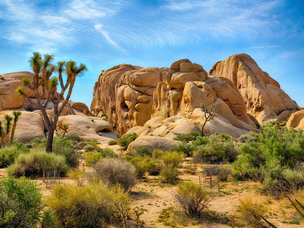 Joshua tree national park view point showing boulders and trees for the perfect photo opportunity