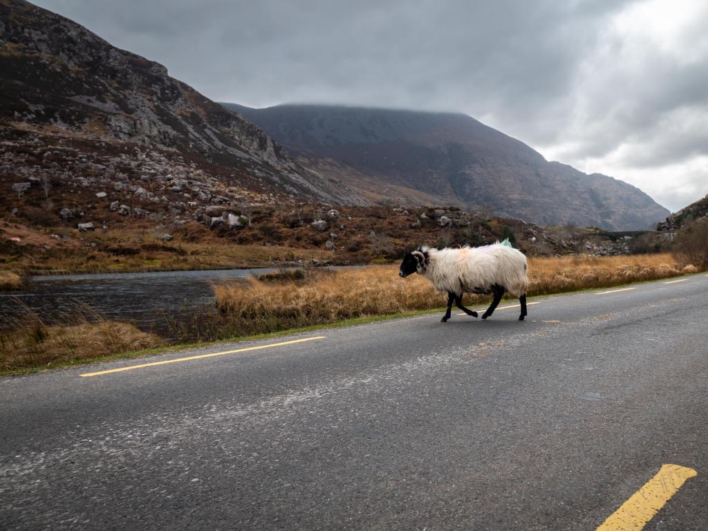 A lone woolly sheep crosses the road in the Gap of Dunloe in Killarney National Park, Ireland