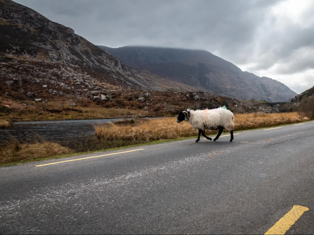 A lone woolly sheep crosses the road in the Gap of Dunloe in Killarney National Park, Ireland