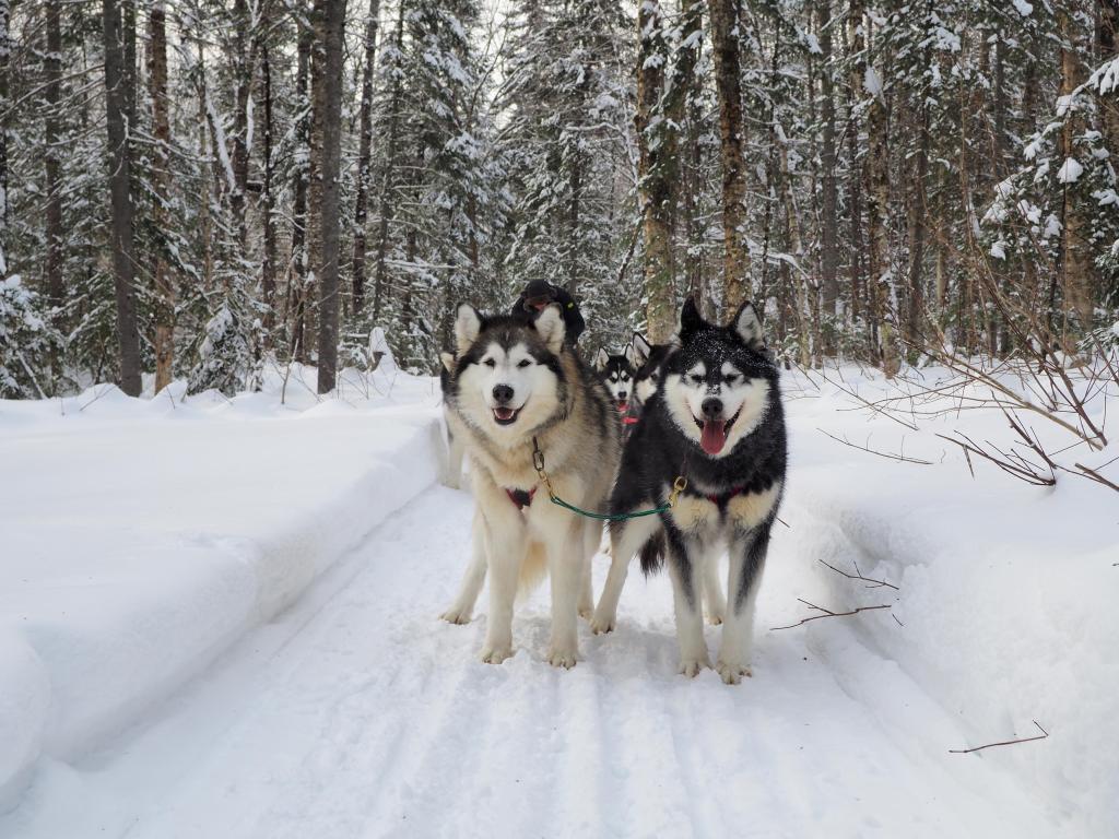 A group of dogs ready to pull a sled through snow in a wooded area in Nunavut, Canada