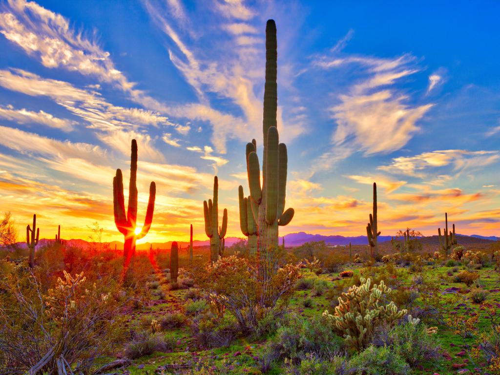 Saguaro cacti growing in the Sonoran Desert near Phoenix, Arizona.