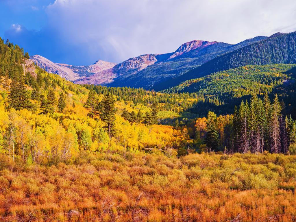 Aerial view of scenic Aspen landscape in Colorado's Rocky Mountains near Aspen, during the fall with yellow and orange 