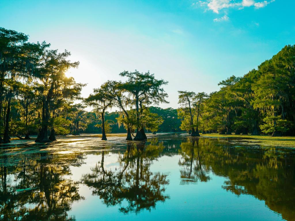 Reflective view of bald cypress trees at Caddo Lake near Uncertain, Texas