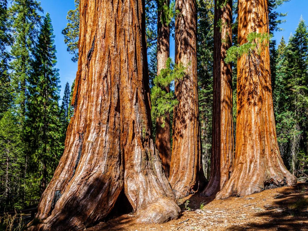 Giant sequoias of Mariposa Grove in Yosemite National Park on a sunny day