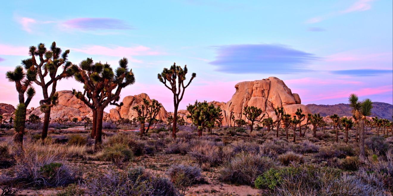 Road Trip from San Francisco to Joshua Tree National Park