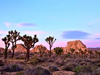 Joshua Tree National Park at Sunset, USA