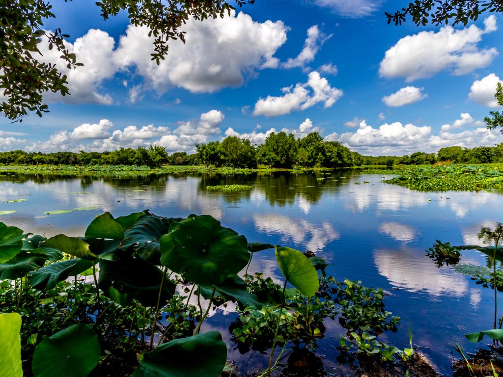 A lake with yellow lillies in the Brazos Bend State Park on a perfect summer day