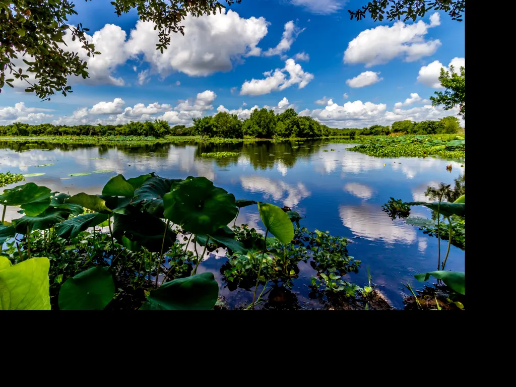 A lake with yellow lillies in the Brazos Bend State Park on a perfect summer day