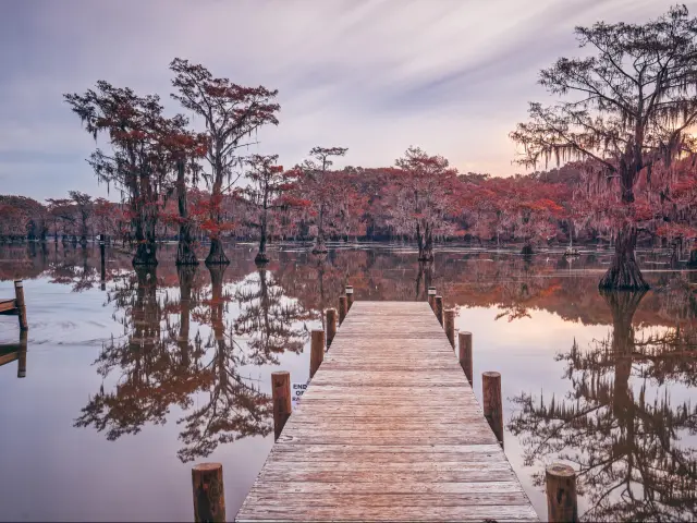 Caddo Lake State Park, Texas, USA with a view of Caddo Lake and Bald Cypresses from a wooden pier.