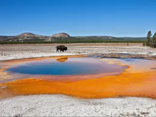 Yellowstone National Park, USA with buffalo wandering by the Emerald Pool in Yellowstone.