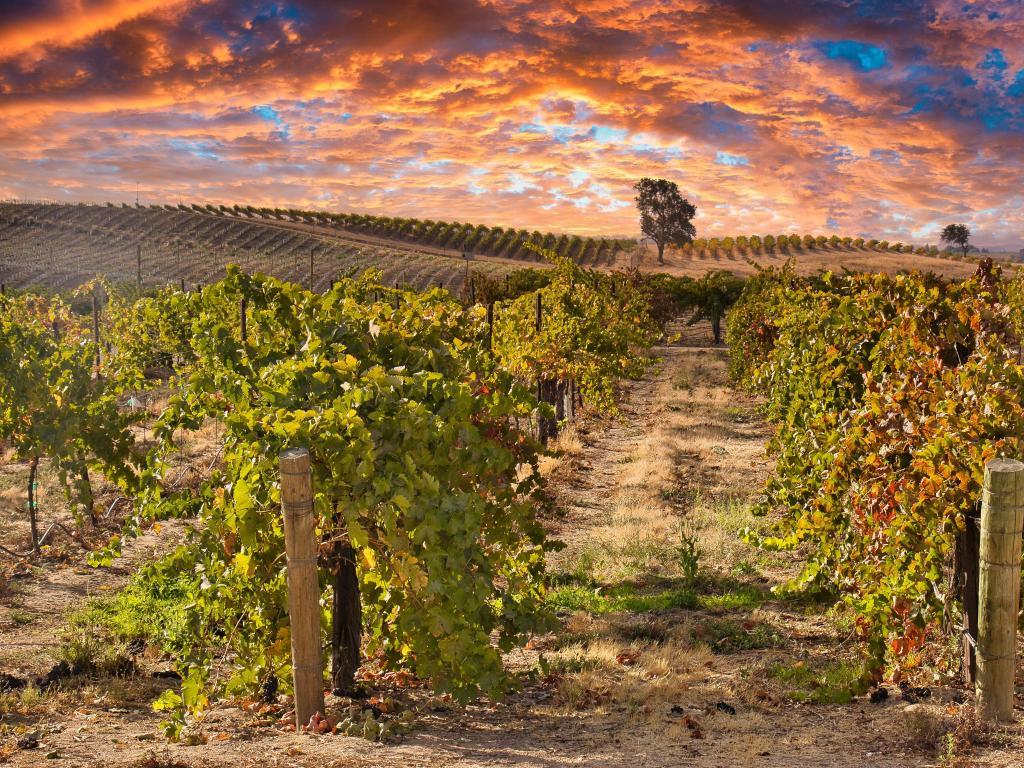 Exploring vineyards in the wine country in Paso Robles California at sunset.