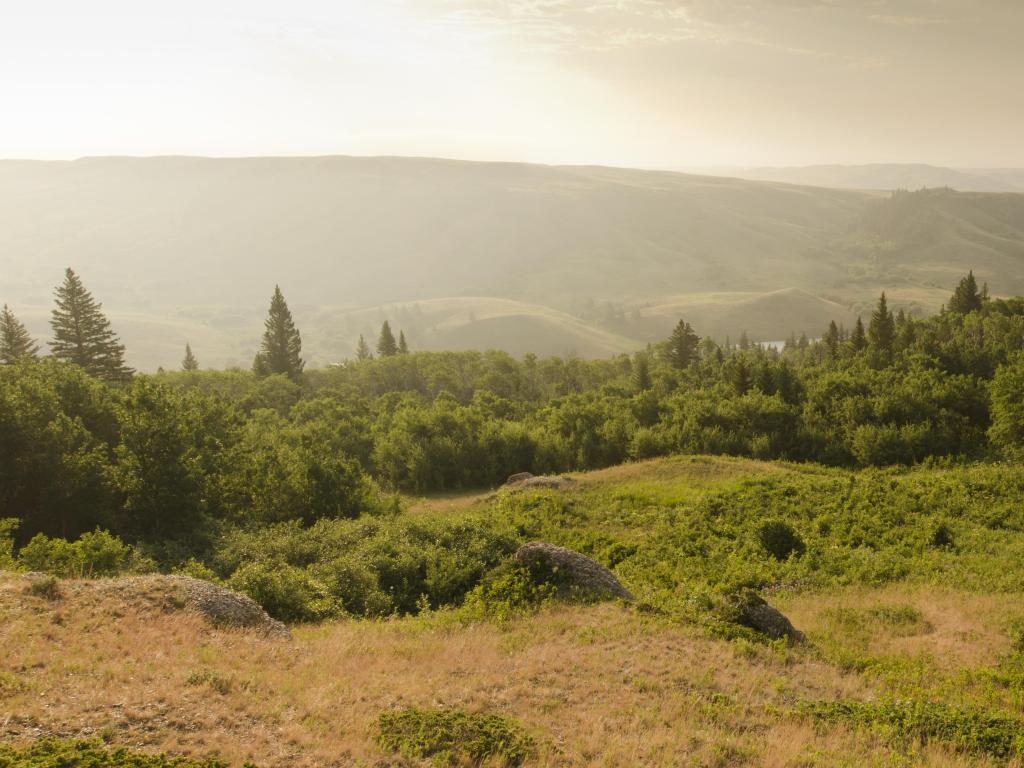 Cypress Hill Provincial Park, SK, Canada taken at summer at dawn with grass and shrubs in the foreground and looking beyond to hills in mist in the distance. 