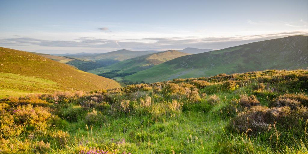 Wildflowers in the fields of Wicklow Mountains National Park in Ireland
