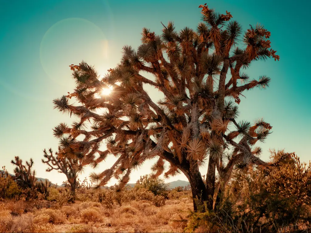 A Joshua tree cactus stands in the desert in Coachella with a turquoise sky above and sun flare shining through the branches