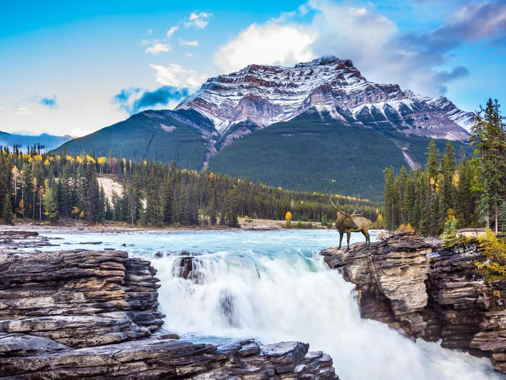 The waters of a melting mountain glacier feed the seething waterfall of Athabasca and The red deer on the waterfall. 