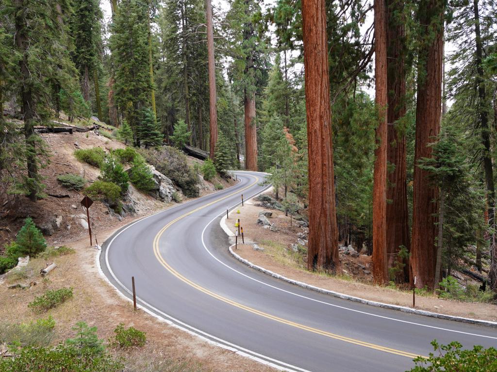 Trees line the winding Generals Highway in the Sierra Nevada Mountains, California