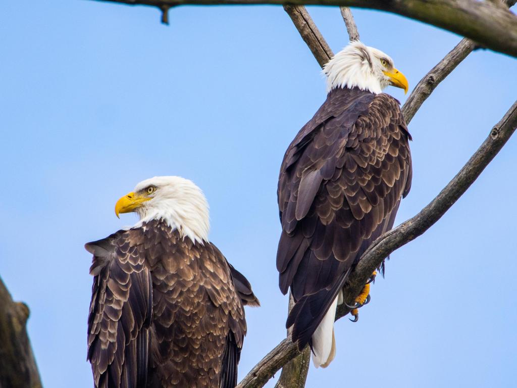 A pair of eagles in Montezuma National Wildlife Refuge, New York, on a sunny day