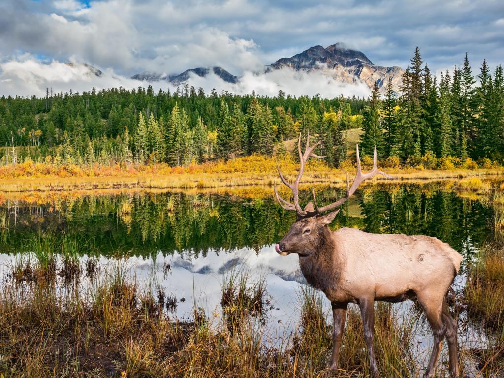 Proud deer antlered stands on the banks of the pretty lake. The lake reflects multi-colored autumn woods and mountains