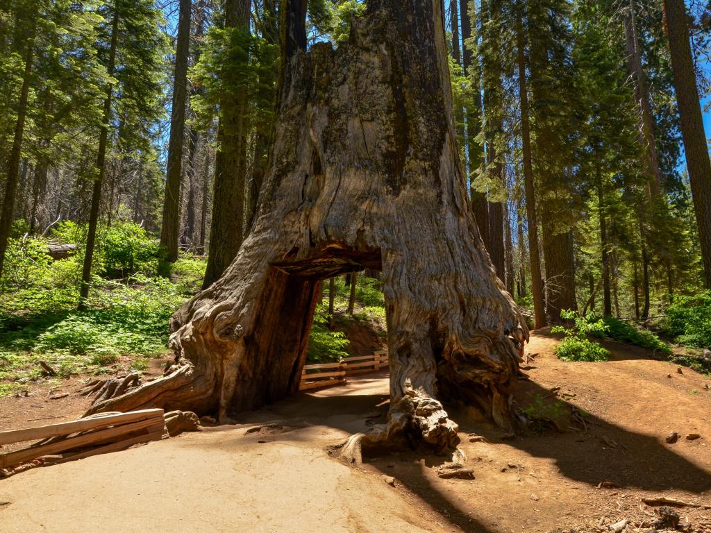 Dead Giant Tunnel Tree in Tuolumne Grove on a sunny day