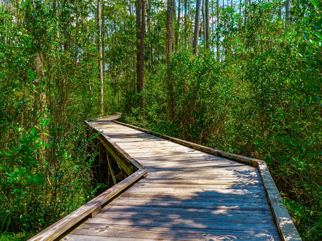 Wooden path into the lush green foliage in the swamp