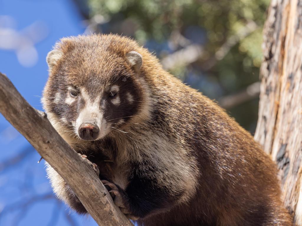 White nosed Coatimundi sitting on a tree, looking down comfortably