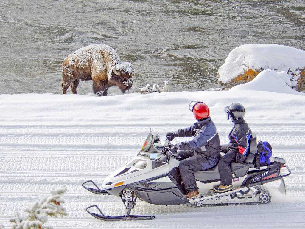 Two snowmobilers view a bison in Yellowstone National Park, Wyoming, U.S.A..