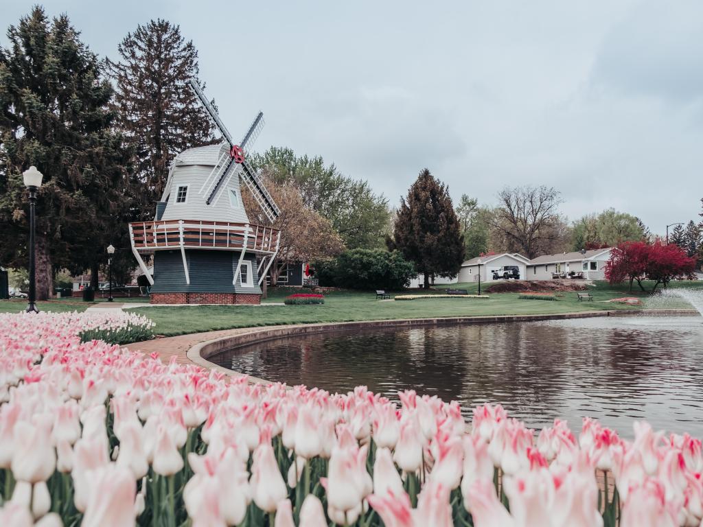 Dutch Windmill and pink tulips around the lake during spring time in Pella, Iowa