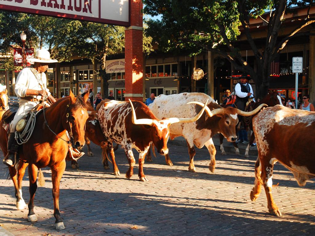 Cowboy on a horse leads bulls with long horns through a brick paved heritage street 