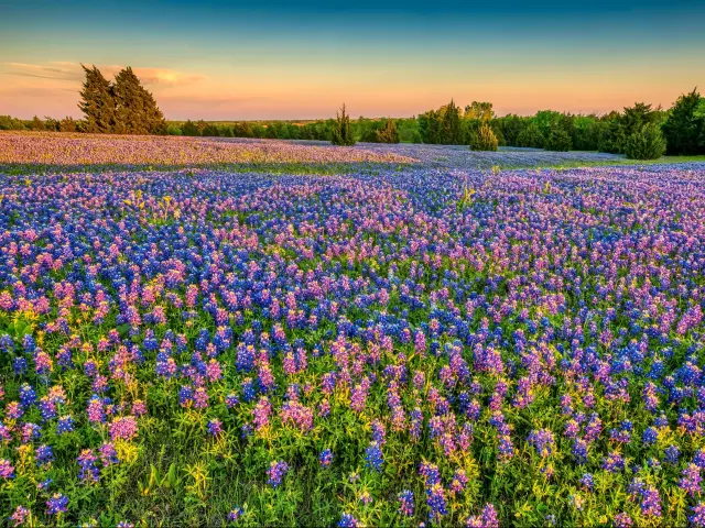 Bluebonnet Park, Texas, USA with a sunset over a purple field of bluebonnets.