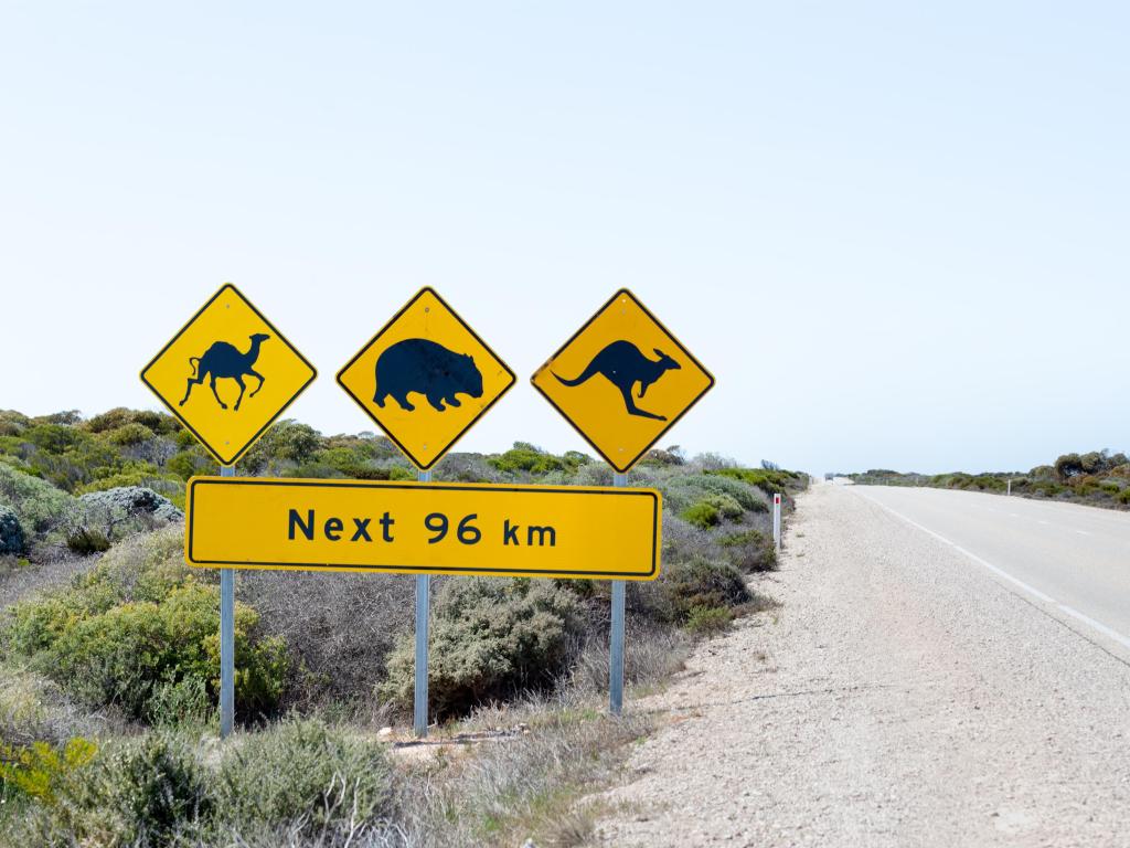 The Nullarbor Plain is part of the area of flat, almost treeless, arid or semi-arid country of southern Australia. The only way from Western Australia to Ceduna