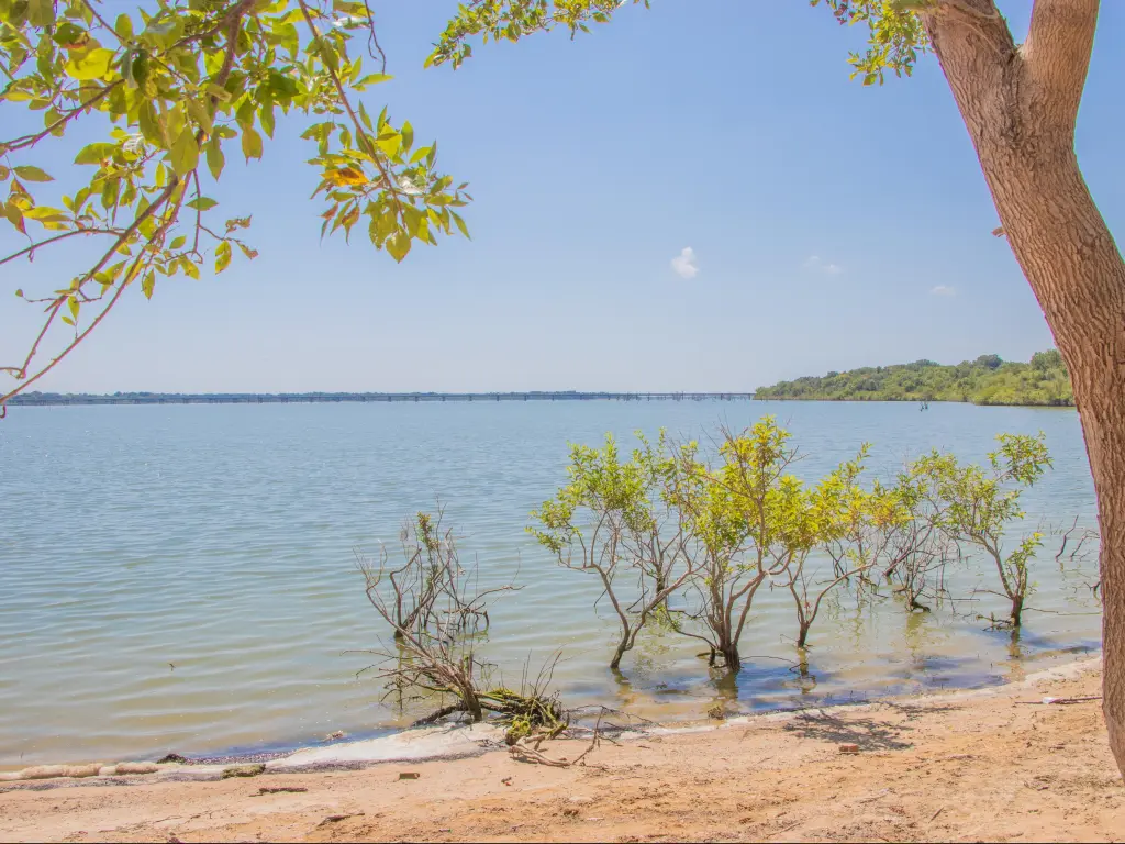 Beach with small trees growing from the water at Lavon Lake near Dallas, Texas