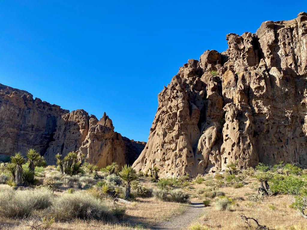 Mojave Nation Preserve, California, USA taken at Hole-in-the-Wall Rings Trail on a sunny clear day, grasses in the foreground.