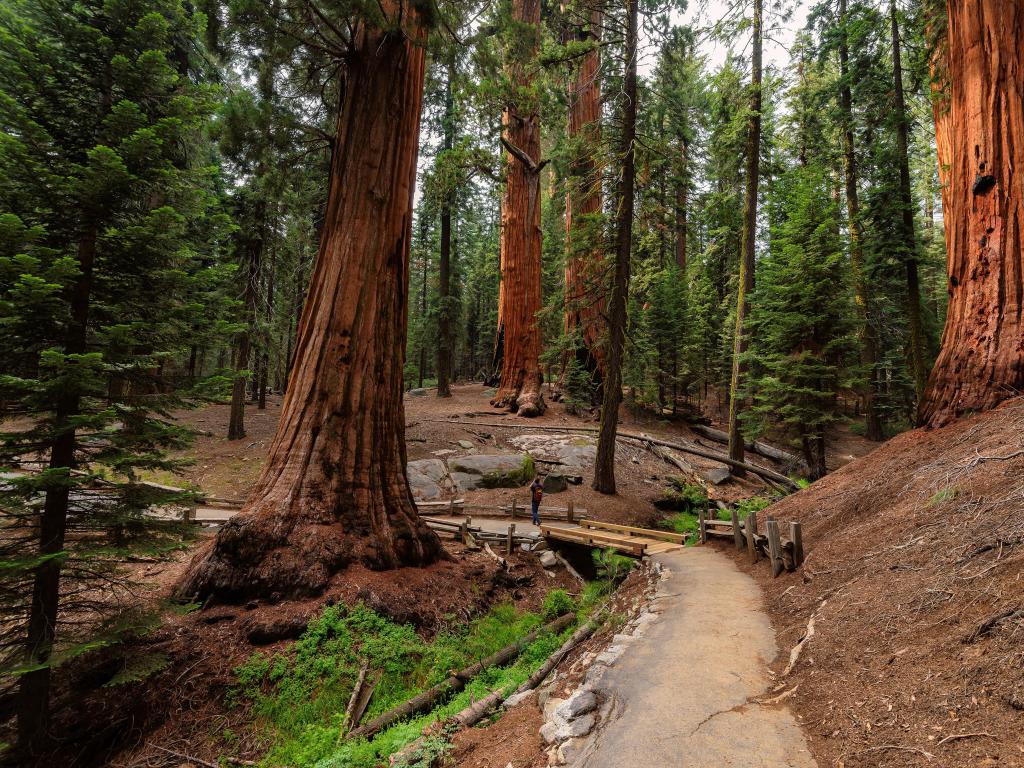 Sequoia National Forest, California, USA with a view of the giant Sequoias in the Sierra Nevada Mountains.