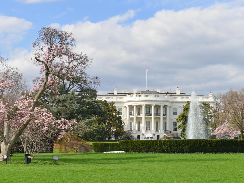 White House in springtime - Washington DC during cherry blossom festival