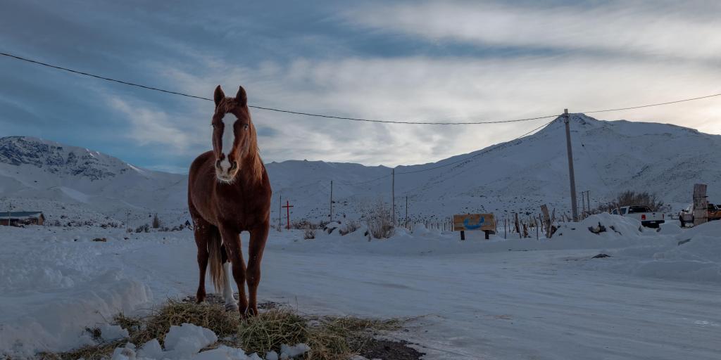 A horse stood in front of snowy mountains in Mendoza, Argentina