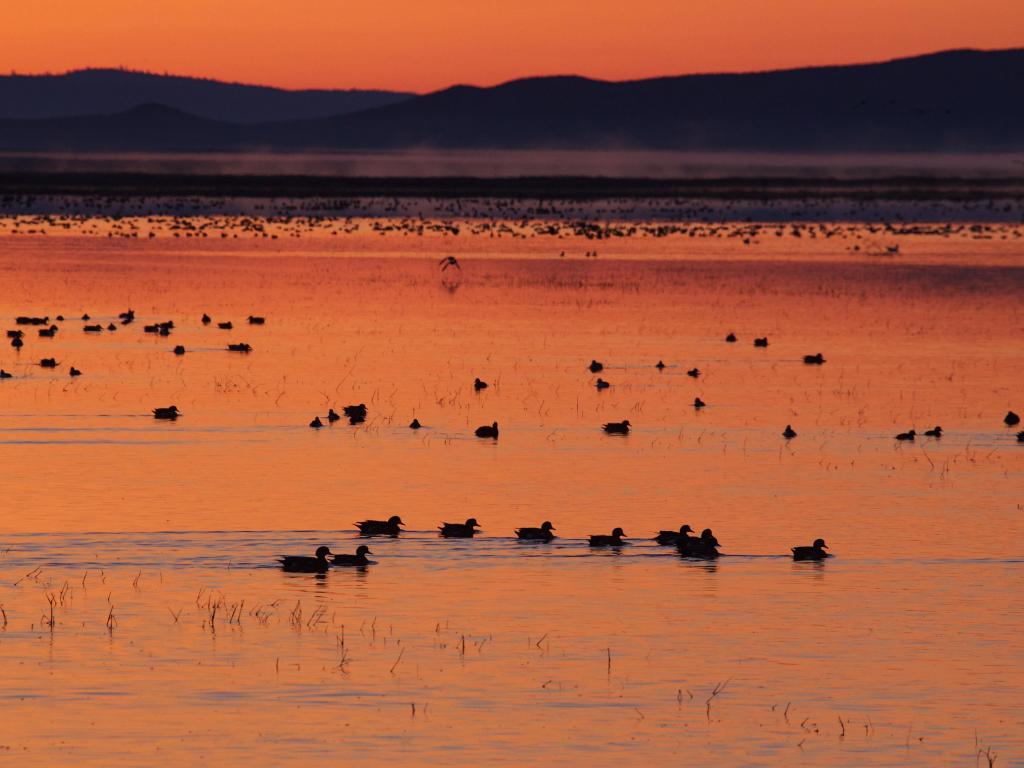 Sunrise over a duck and goose filled wetland at Klamath Basin National Wildlife Refuge, Oregon