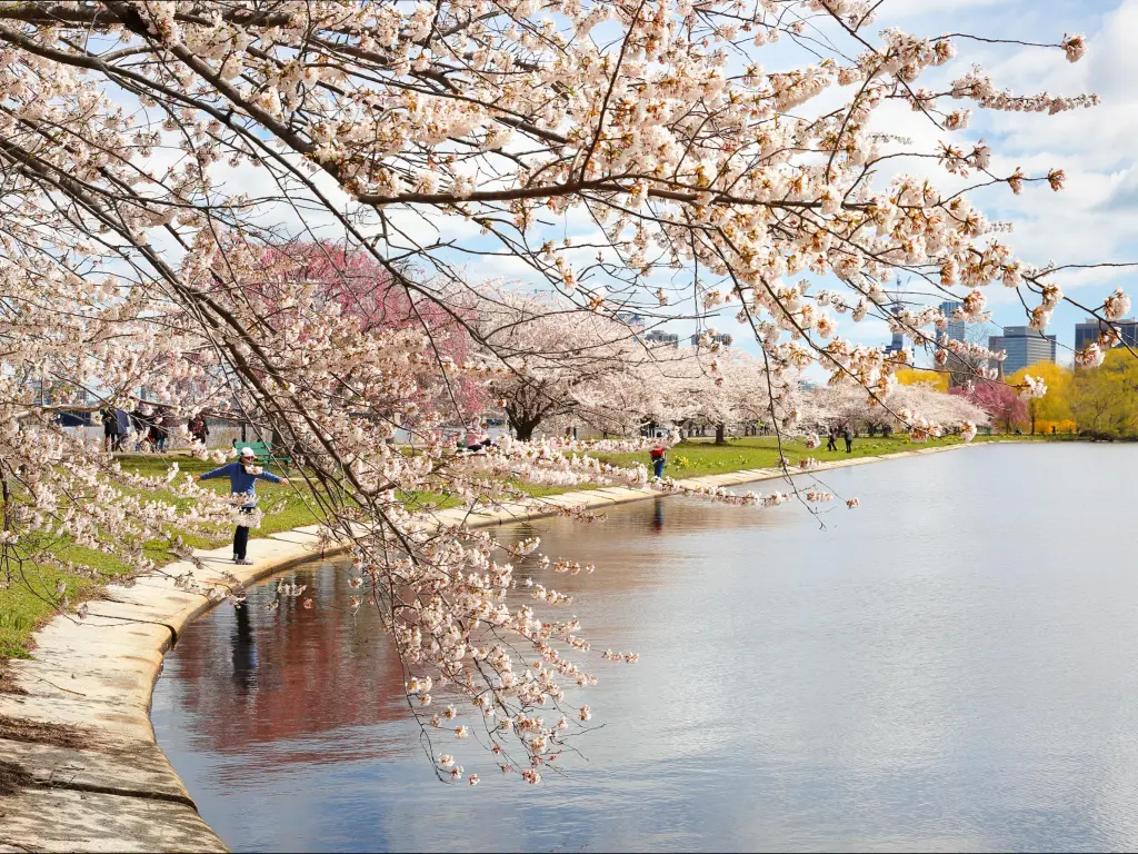 Boston, New York, USA taken at Charles River Esplanade on a sunny spring day with cherry blossom in the foreground.