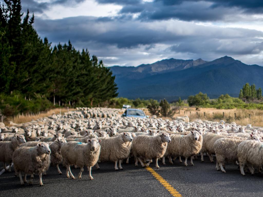 Sheeps moving, Te Anau, New Zealand