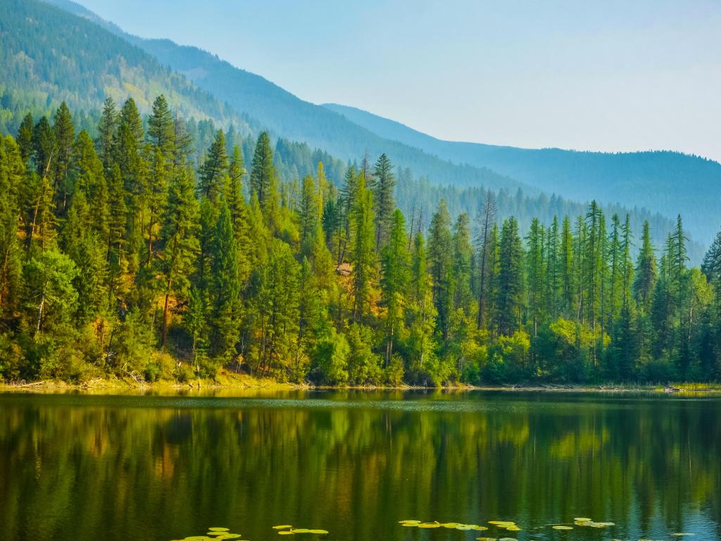 Lilypad and reflection of trees in Canuck Lake, mountains in the background