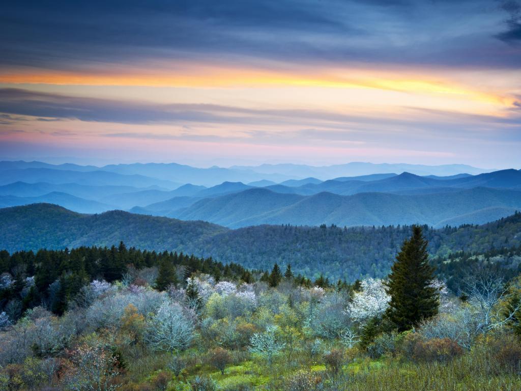 Blue Ridge Parkway, Appalachians Smoky Mountains, USA with a scenic view of the mountains in the distance taken at spring with blossoms in the foreground and taken at early sunrise.