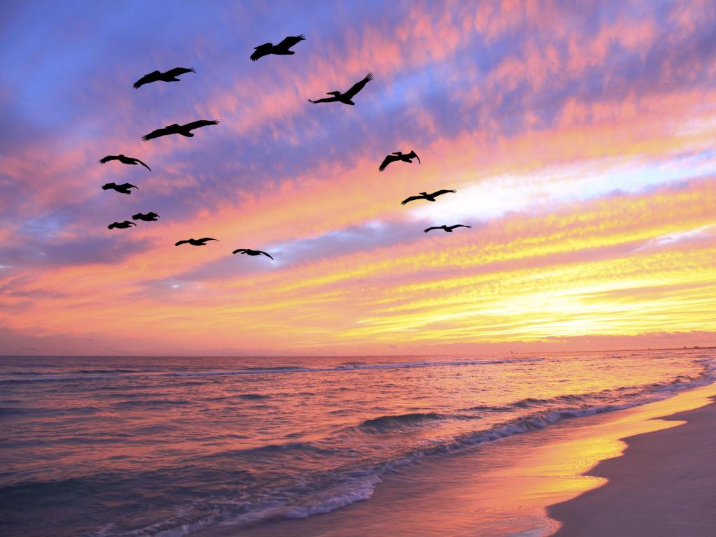 Pelicans in silhouette fly over an empty beach with waves breaking gently in pink and gold sunset light